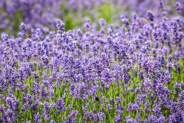 Una Fotografía Marco Completo Una Abundancia Lavanda Con Una Profundidad —  Fotos de Stock