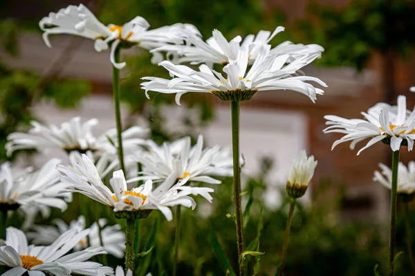 Uma Vista Lateral Flores Margarida Muito Brancas Com Uma Profundidade — Fotografia de Stock