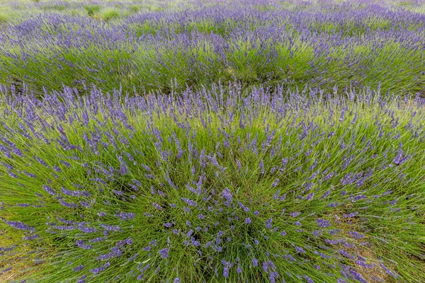 Mirando Hacia Abajo Los Arbustos Lavanda Soleado Día Verano Surrey —  Fotos de Stock