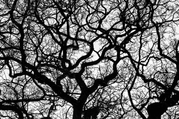 Bare Tree Branches in Winter