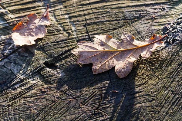 Feuille Chêne Sur Tronc Arbre — Photo