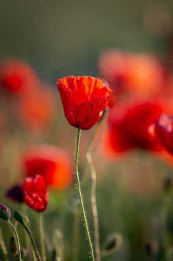 Yaz güneşinde bir gelincik, sığ bir tarlada