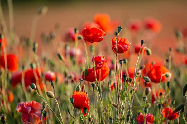 Lebendige Rote Mohnblumen Der Landschaft Von Sussex Sommer — Stockfoto