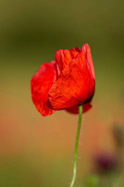 Close Vivid Red Poppy Shallow Depth Field — Stock Photo, Image