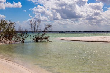 Tampa yakınlarındaki Balayı Adası 'ndaki sahil.