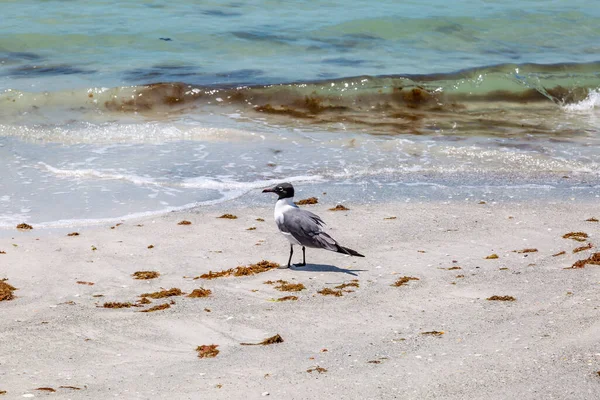 Uma Gaivota Costa Uma Praia Areia Flórida — Fotografia de Stock