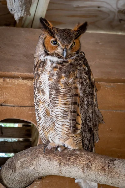 Grande Gufo Cornuto Salvato Santuario Animali — Foto Stock