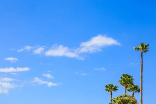Palmy Proti Modré Obloze Řídkými Mraky — Stock fotografie