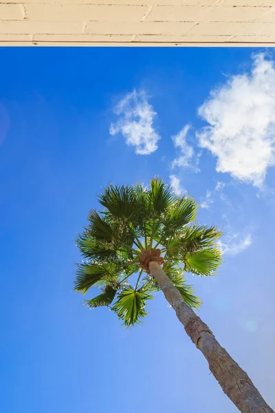 Dívat Palmu Proti Slunné Modré Obloze — Stock fotografie