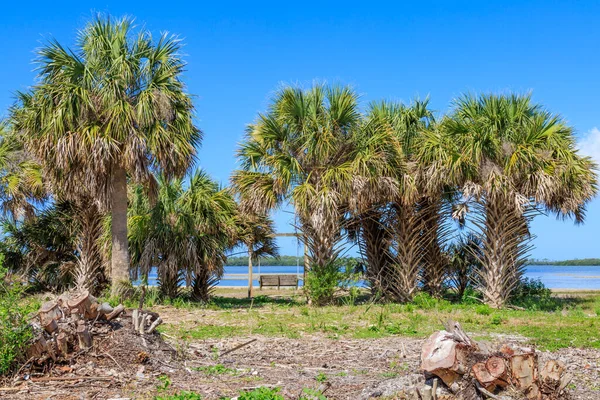 Palmiers Banc Sous Ciel Bleu Clair Île Lune Miel Tampa — Photo