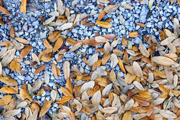 Gevallen Bladeren Een Kiezelstrand Trottoir — Stockfoto