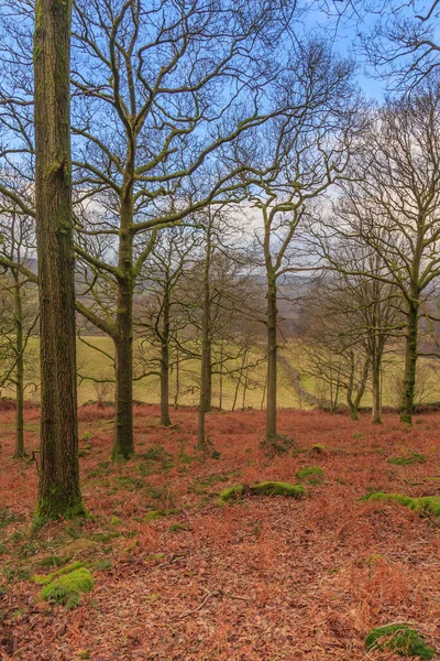 Фотография Леса Зимнее Время Красочными Листьями Земле Зелеными Полями Позади — стоковое фото