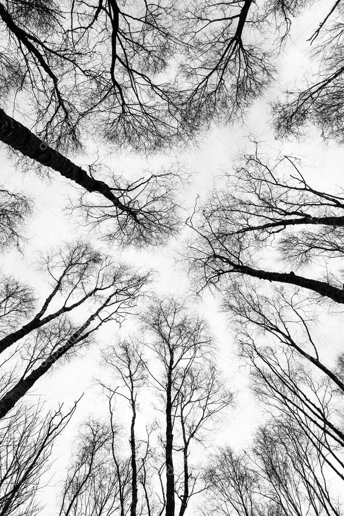 A black and white photograph looking up at tree tops, in woodland