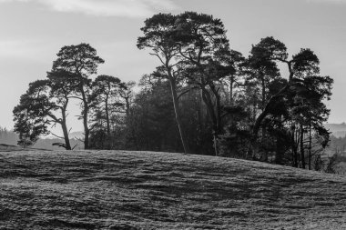 Küçük bir tepenin üzerinde büyüyen ağaçların siyah beyaz bir fotoğrafı.