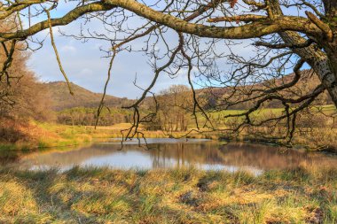 Cumbria 'da ön planda ağaç dalı olan bir gölün fotoğrafı.