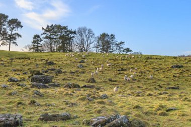 Cunbria 'da kayalık bir yamaçta duran koyunlar