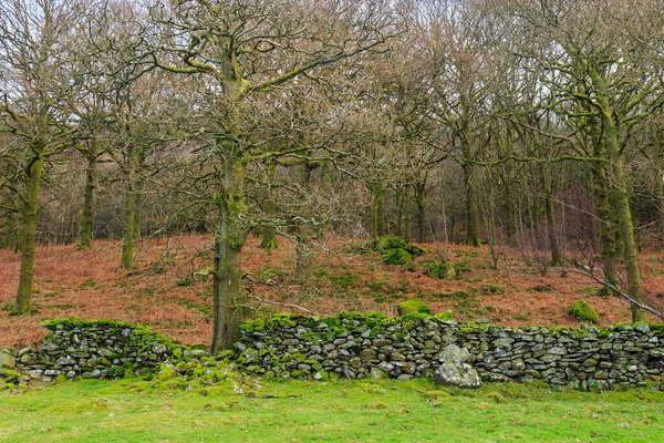 Eine Steinmauer Seengebiet Vor Dem Wald — Stockfoto