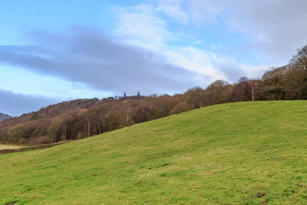 Skogsmark Och Grön Sluttning Lake District — Stockfoto