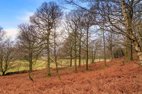 Cumbrian Skog Vintern Med Fält Fjärran — Stockfoto