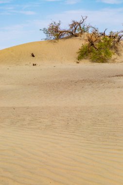 Ölüm Vadisi Ulusal Parkı 'ndaki Mesquite düz kum tepeleri