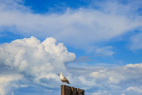 Seagull Perched High — Stock Photo, Image