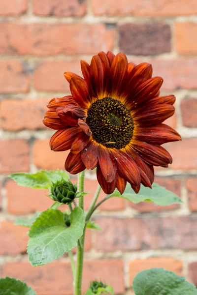 A Red Sunflower Against a Brick Wall