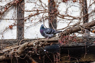 Eski bir binanın önündeki ağaç dalına tünemiş bir güvercin.