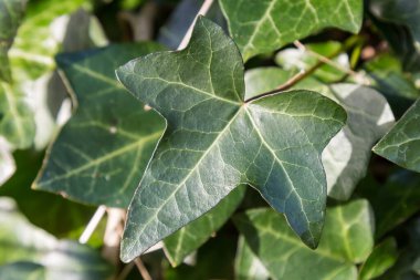Yeşil sarmaşık yapraklarının tam çerçeve fotoğrafı, sığ bir alan derinliği ile çekilmiş..