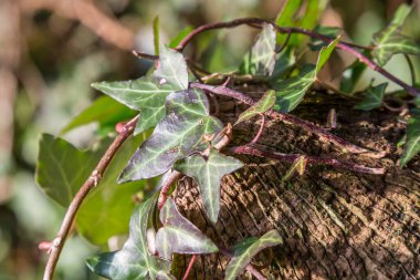 Sarmaşık eski bir ağaç gövdesinin üzerinde büyüyor, sığ bir tarla derinliğinde.