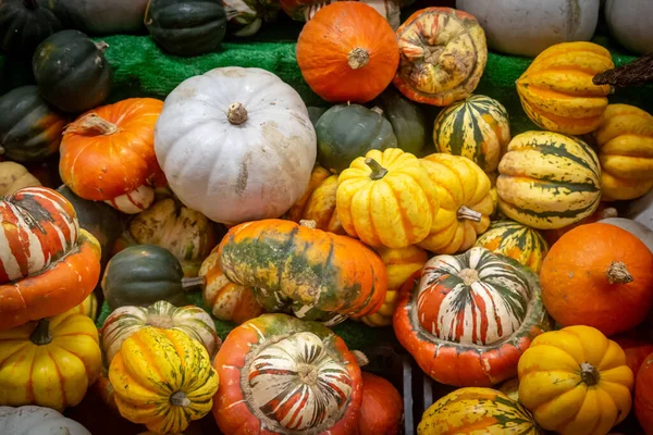 Různé Squash Prodej Trhu Stánku — Stock fotografie