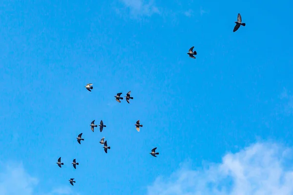 Guardando Gli Uccelli Volo Contro Cielo Blu — Foto Stock