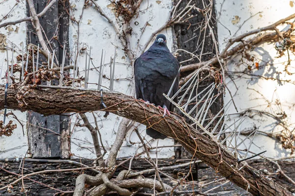 Pigeon Perché Entre Des Pointes Dissuasives Sur Une Branche Arbre — Photo