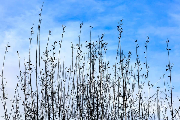 Een Foto Van Hoog Gras Met Een Blauwe Lucht Erachter — Stockfoto