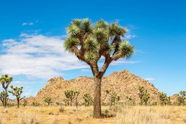 A Joshua Tree in the Desert with Rocks Behind clipart