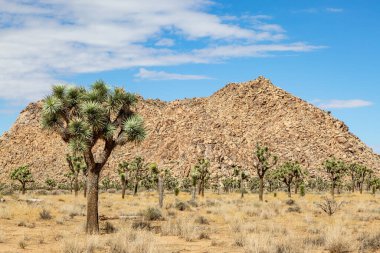 Joshua Tree Ulusal Parkı, Kaliforniya 'da Joshua Trees and Rocks