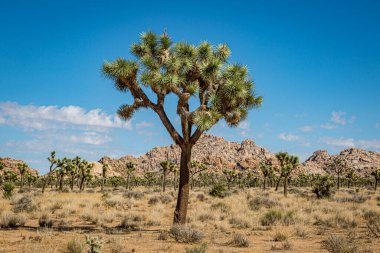 Joshua Tree Ulusal Parkı 'ndaki Joshua Tree' nin arkasında kayalık bir manzara var.