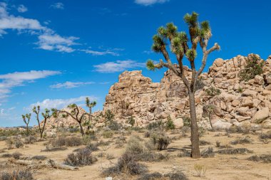 Kaya oluşumları ve Joshua Tree, Joshua Tree Ulusal Parkı, Kaliforniya