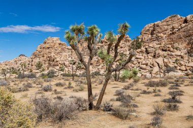 Joshua Tree Ulusal Parkı 'ndaki Joshua Tree' nin arkasında kayalık bir manzara var.
