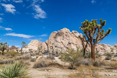 Joshua Tree Ulusal Parkı 'ndaki Joshua Trees' in arkasında kayalık bir manzara var.
