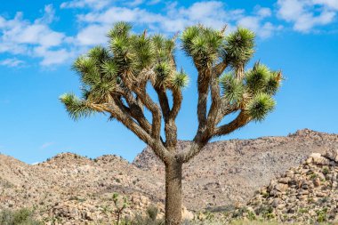 Joshua Tree Ulusal Parkı 'nda güneşli bir günde Joshua Tree.