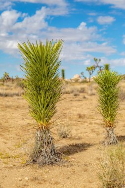 Joshua Tree Ulusal Parkı 'nda, çölde yetişen genç Joshua ağaçları