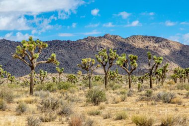 Joshua Tree Ulusal Parkı 'nda büyüyen Joshua ağaçları ve arkasında dağlar