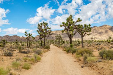 Kaliforniya 'daki Joshua Tree Ulusal Parkı' nda tozlu bir yol.