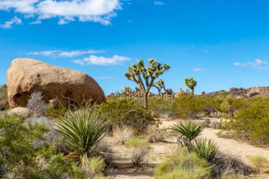 Joshua Tree Ulusal Parkı, Kaliforniya, üzerinde mavi bir gökyüzü