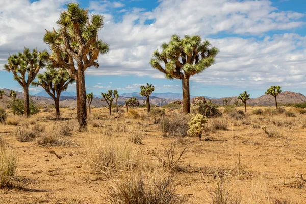 Joshua Δέντρα Αυξάνεται Joshua Tree Εθνικό Πάρκο Στην Καλιφόρνια — Φωτογραφία Αρχείου