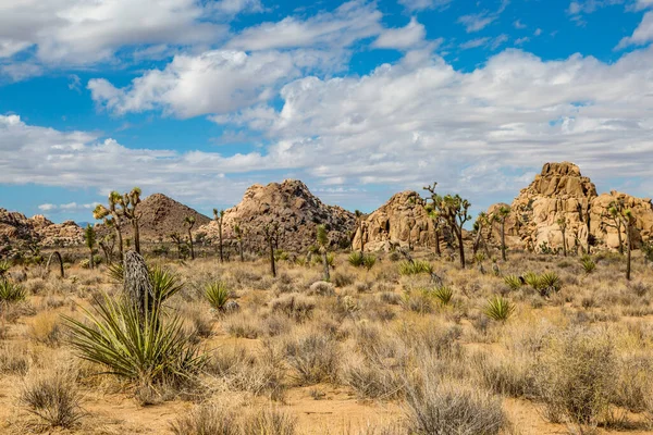 Joshua Trees Rocks Joshua Tree National Park Καλιφόρνια — Φωτογραφία Αρχείου