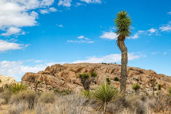 Kamienny Krajobraz Parku Narodowym Joshua Tree Kalifornia — Zdjęcie stockowe