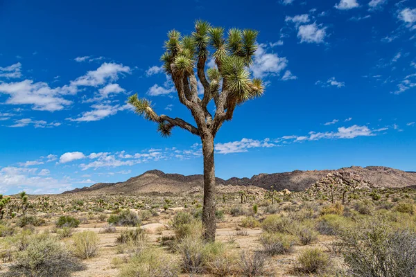 Widok Joshua Tree National Park Kalifornii Słoneczny Dzień — Zdjęcie stockowe