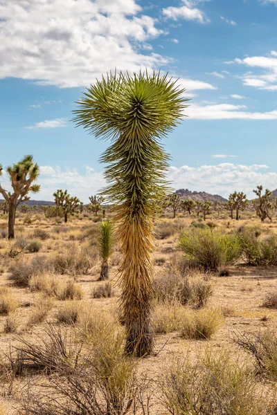 Pustynny Krajobraz Polem Joshua Drzew Kalifornii — Zdjęcie stockowe