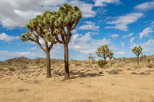 Joshua Drzew Rosnących Joshua Tree National Park Kalifornii — Zdjęcie stockowe